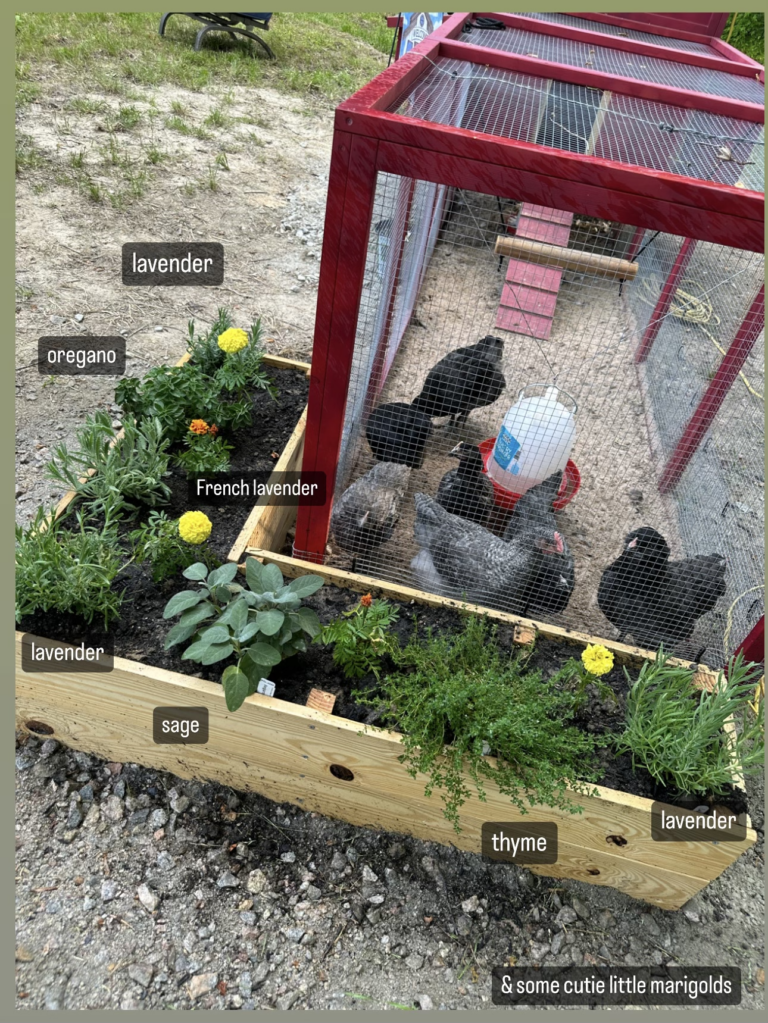 The Use of Herbs with Chickens